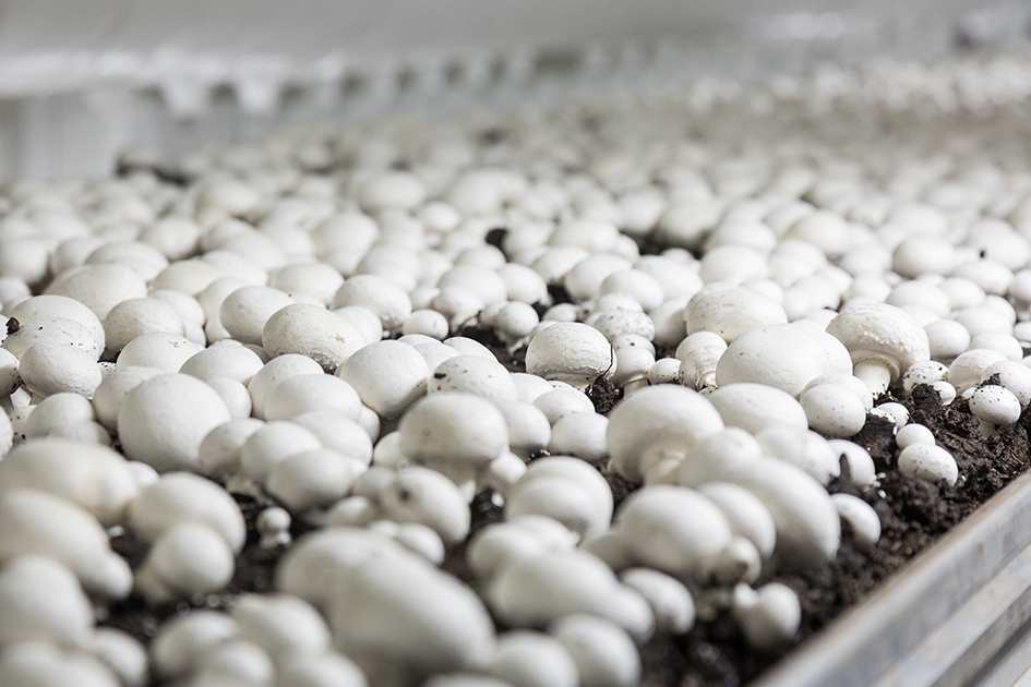 Mushrooms The New Superfood