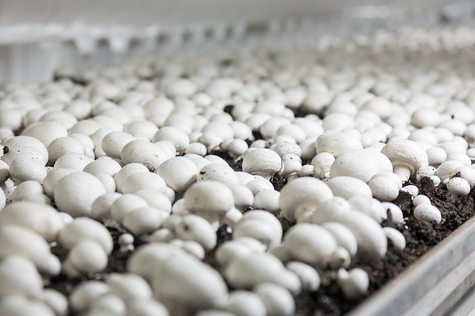 Champignons, la nouvelle super nourriture 