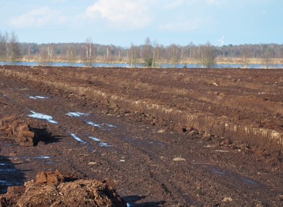 Peat I Sterckx